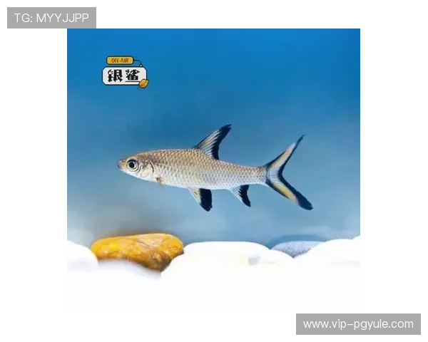 博鱼真人平台会员登录遇到问题怎么办快速解决指南